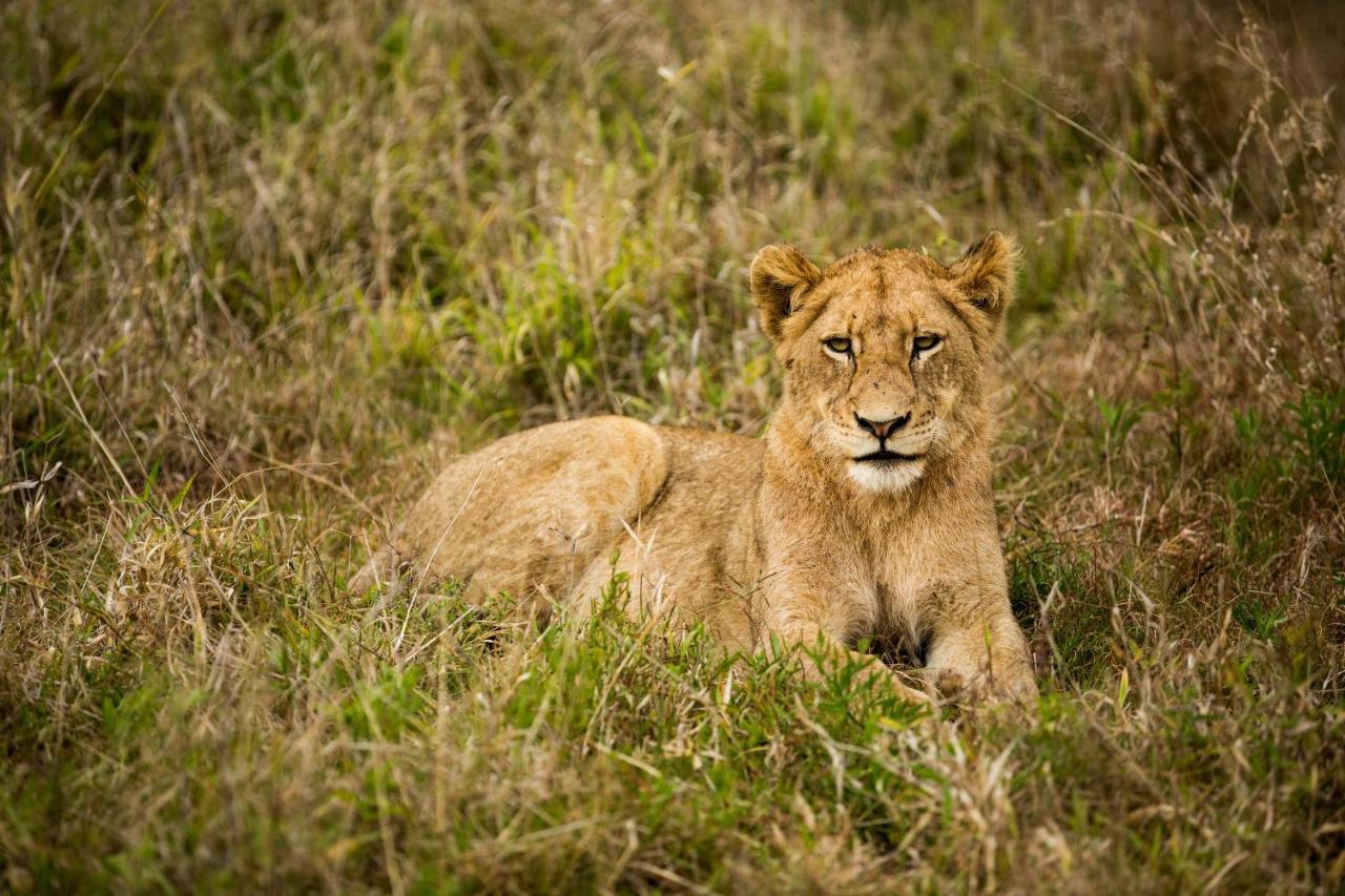 Hamiltons Tented Camp Mluwati Concession Екстериор снимка