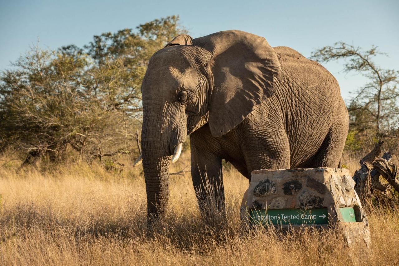 Hamiltons Tented Camp Mluwati Concession Екстериор снимка